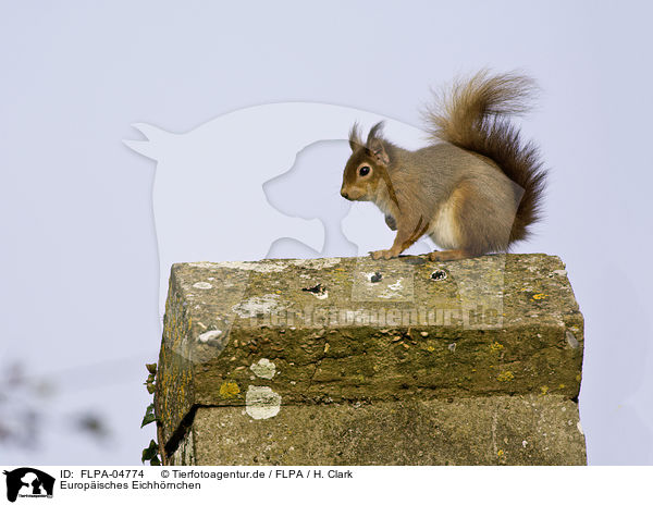Europisches Eichhrnchen / Eurasian red squirrel / FLPA-04774