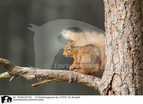 Europisches Eichhrnchen / Eurasian red squirrel / FLPA-04775