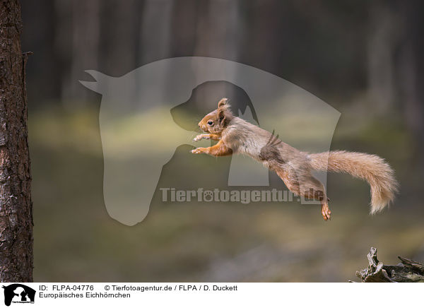 Europisches Eichhrnchen / Eurasian red squirrel / FLPA-04776