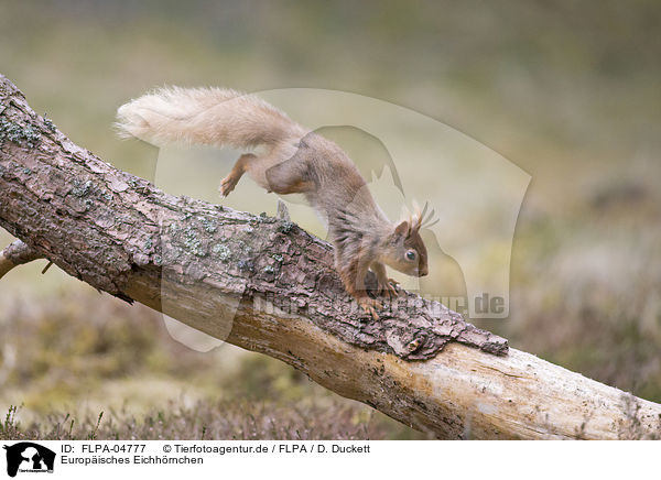 Europisches Eichhrnchen / Eurasian red squirrel / FLPA-04777