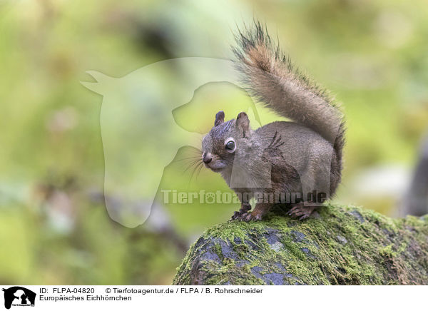 Europisches Eichhrnchen / Eurasian red squirrel / FLPA-04820