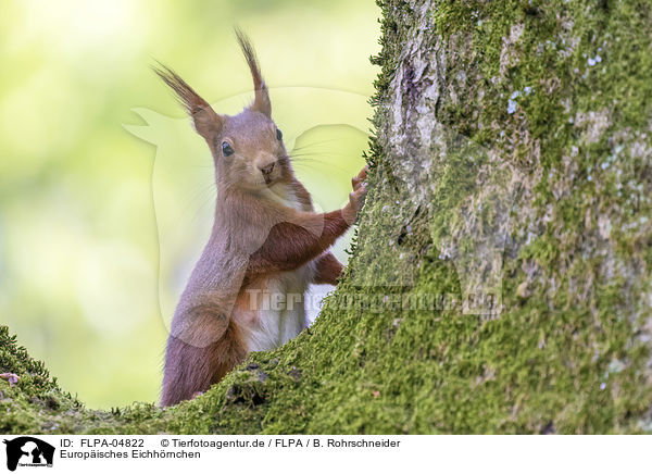 Europisches Eichhrnchen / Eurasian red squirrel / FLPA-04822