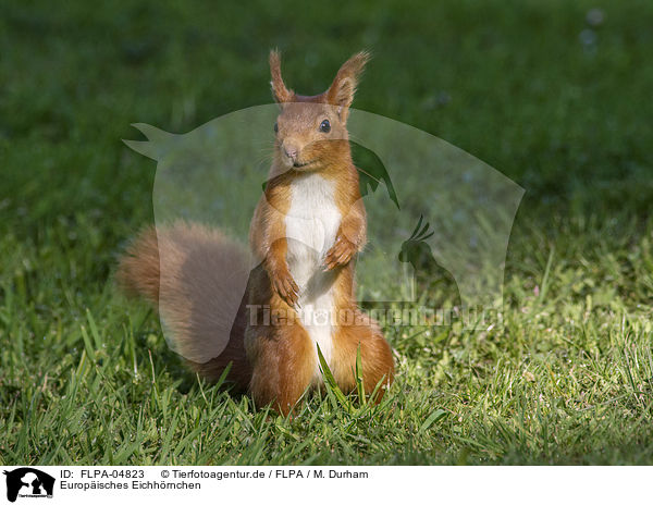 Europisches Eichhrnchen / Eurasian red squirrel / FLPA-04823