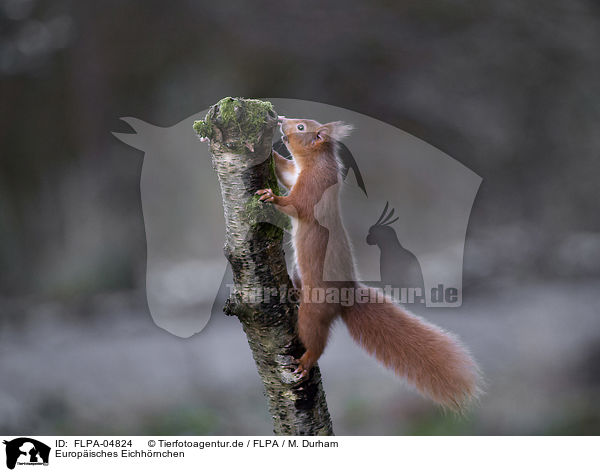 Europisches Eichhrnchen / Eurasian red squirrel / FLPA-04824
