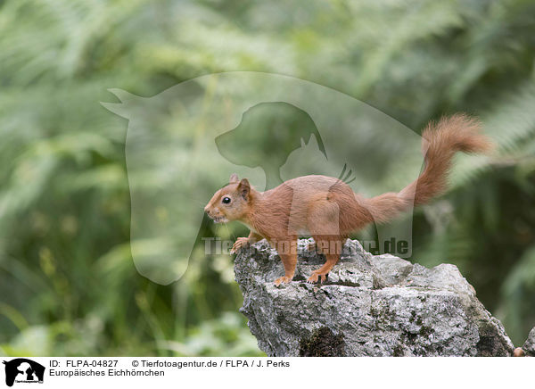Europisches Eichhrnchen / Eurasian red squirrel / FLPA-04827