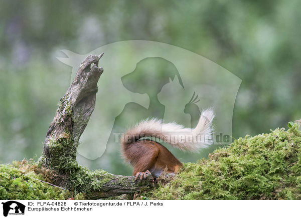 Europisches Eichhrnchen / FLPA-04828