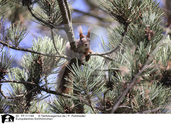 Europisches Eichhrnchen / Eurasian red squirrel / FF-11199