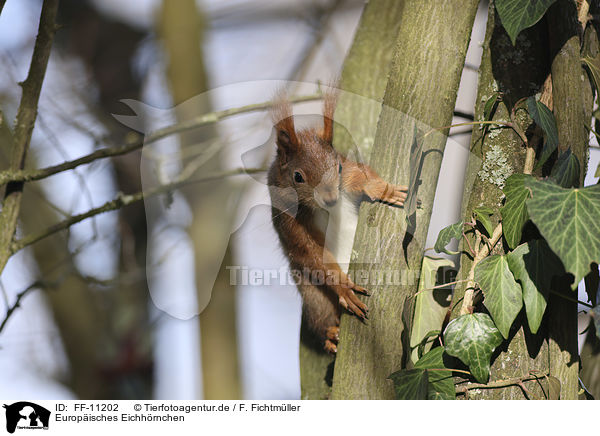 Europisches Eichhrnchen / FF-11202