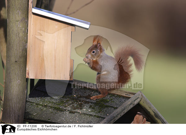 Europ�isches Eichh�rnchen / FF-11206