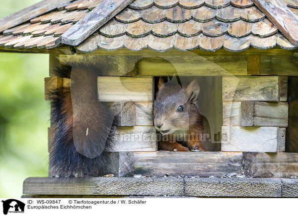 Europisches Eichhrnchen / Eurasian red squirrel / WS-09847
