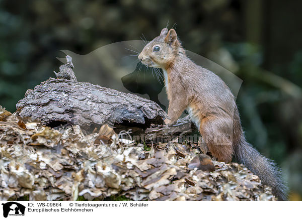 Europisches Eichhrnchen / Eurasian red squirrel / WS-09864