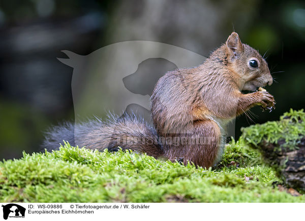 Europisches Eichhrnchen / Eurasian red squirrel / WS-09886