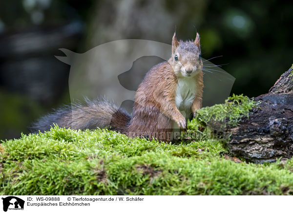 Europisches Eichhrnchen / Eurasian red squirrel / WS-09888