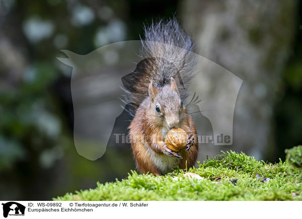 Europ�isches Eichh�rnchen / Eurasian red squirrel / WS-09892