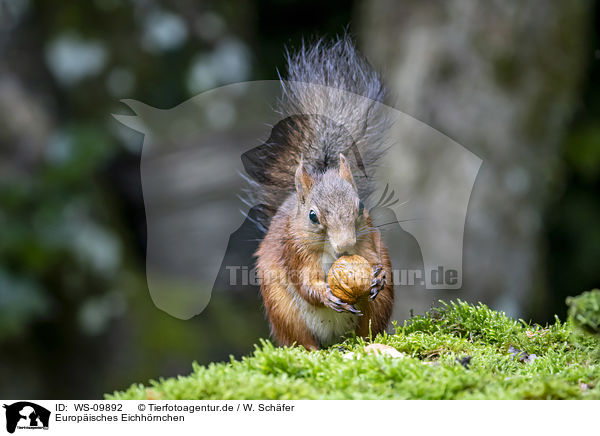 Europisches Eichhrnchen / Eurasian red squirrel / WS-09892