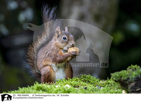 Europisches Eichhrnchen / Eurasian red squirrel / WS-09894