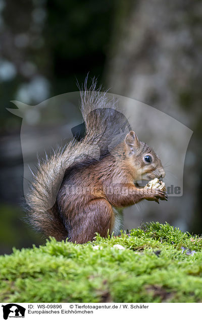 Europisches Eichhrnchen / Eurasian red squirrel / WS-09896
