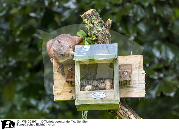 Europ�isches Eichh�rnchen / Eurasian red squirrel / WS-09897