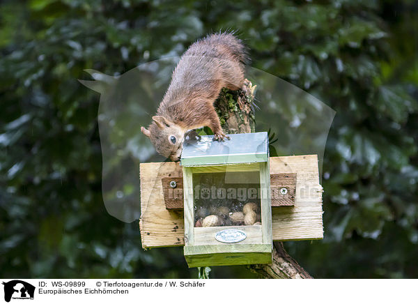 Europisches Eichhrnchen / Eurasian red squirrel / WS-09899