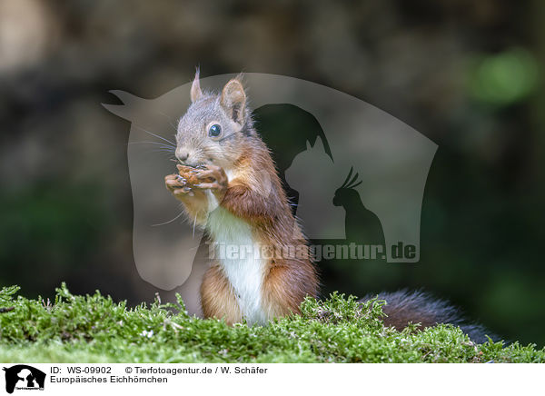 Europ�isches Eichh�rnchen / Eurasian red squirrel / WS-09902