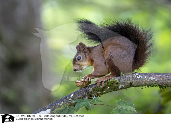 Europisches Eichhrnchen / Eurasian red squirre / WS-10239