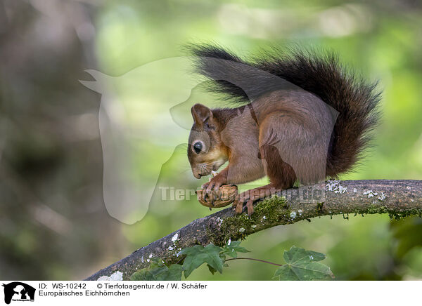 Europisches Eichhrnchen / Eurasian red squirre / WS-10242