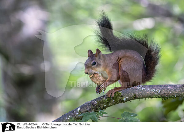 Europisches Eichhrnchen / Eurasian red squirre / WS-10244