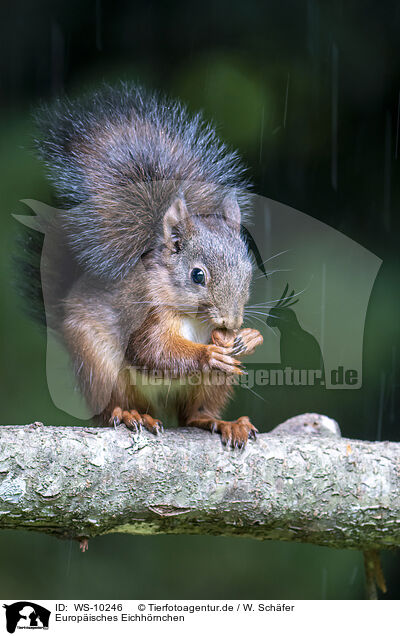 Europisches Eichhrnchen / Eurasian red squirre / WS-10246
