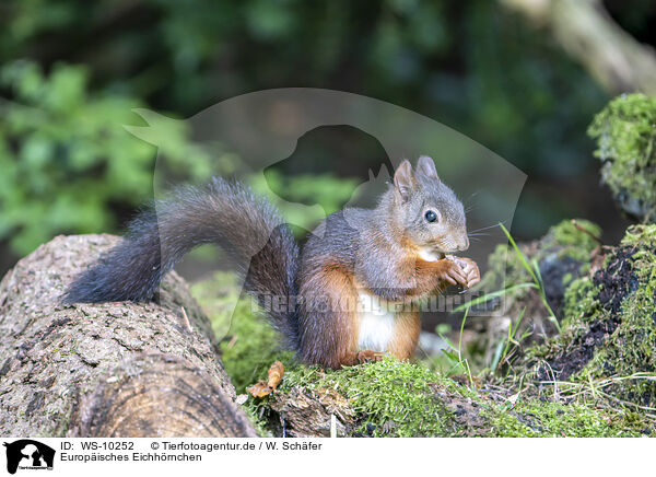 Europisches Eichhrnchen / Eurasian red squirre / WS-10252