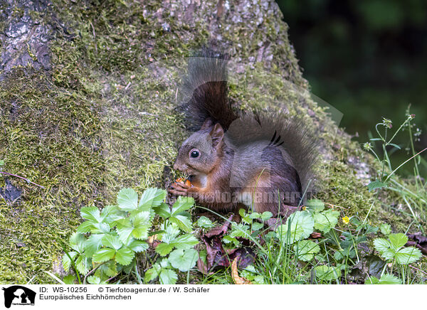 Europisches Eichhrnchen / Eurasian red squirre / WS-10256