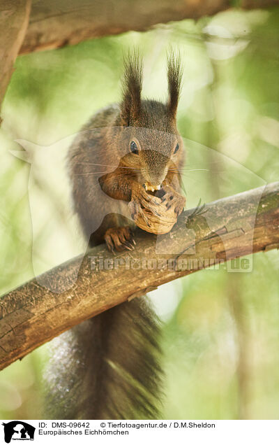 Europisches Eichhrnchen / Eurasian red squirrel / DMS-09642