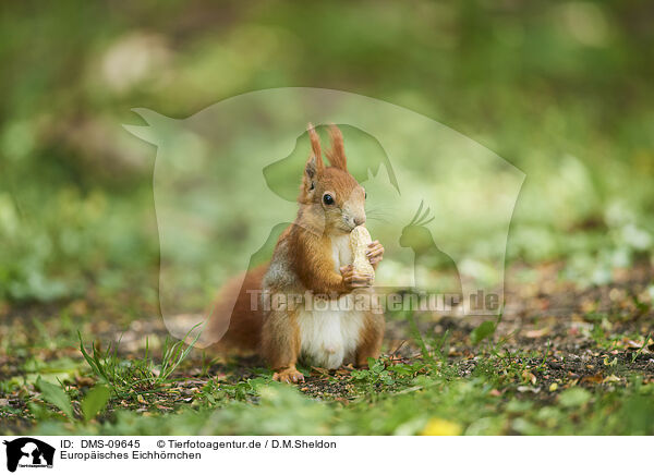 Europisches Eichhrnchen / Eurasian red squirrel / DMS-09645