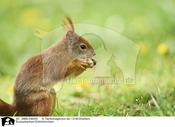 Europisches Eichhrnchen / Eurasian red squirrel / DMS-09649