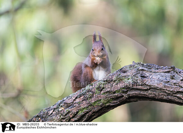 Europisches Eichhrnchen / Eurasian red squirrel / MBS-26203
