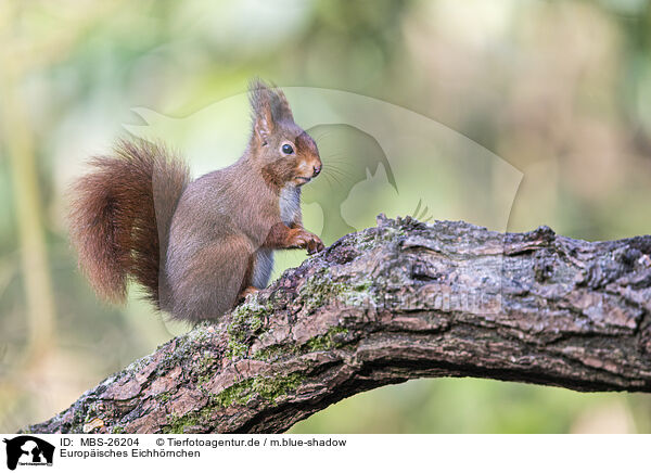 Europisches Eichhrnchen / Eurasian red squirrel / MBS-26204
