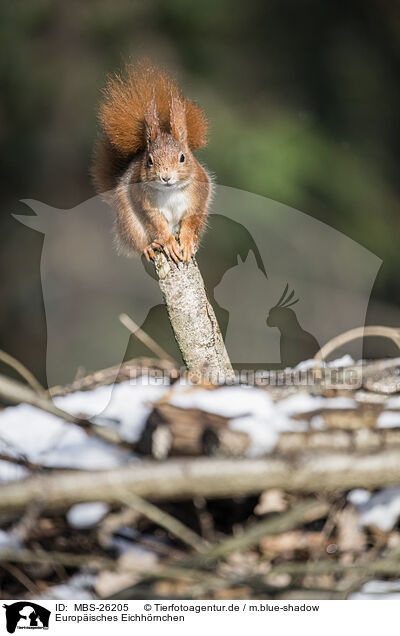 Europisches Eichhrnchen / Eurasian red squirrel / MBS-26205