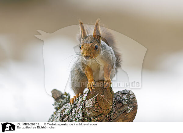 Europisches Eichhrnchen / Eurasian red squirrel / MBS-26263