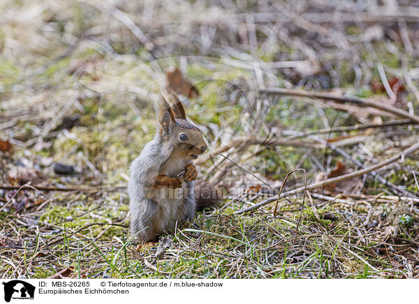 Europisches Eichhrnchen / Eurasian red squirrel / MBS-26265