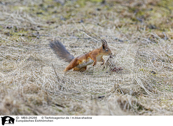Europisches Eichhrnchen / Eurasian red squirrel / MBS-26266