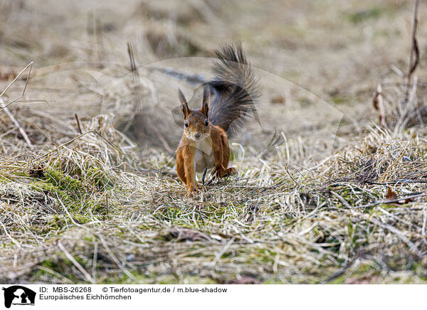 Europisches Eichhrnchen / Eurasian red squirrel / MBS-26268