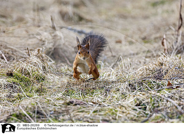 Europisches Eichhrnchen / Eurasian red squirrel / MBS-26269