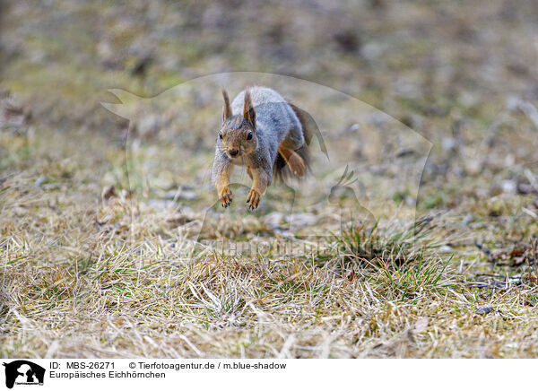 Europisches Eichhrnchen / Eurasian red squirrel / MBS-26271