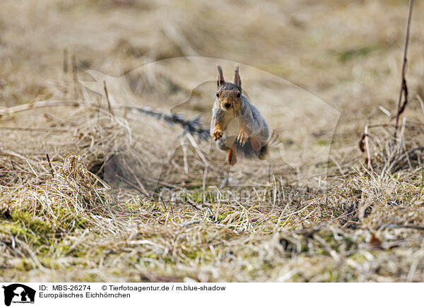 Europisches Eichhrnchen / Eurasian red squirrel / MBS-26274