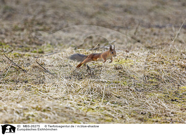 Europisches Eichhrnchen / Eurasian red squirrel / MBS-26275