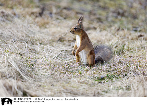 Europisches Eichhrnchen / Eurasian red squirrel / MBS-26279