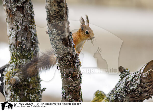 Europisches Eichhrnchen / Eurasian red squirrel / MBS-26280