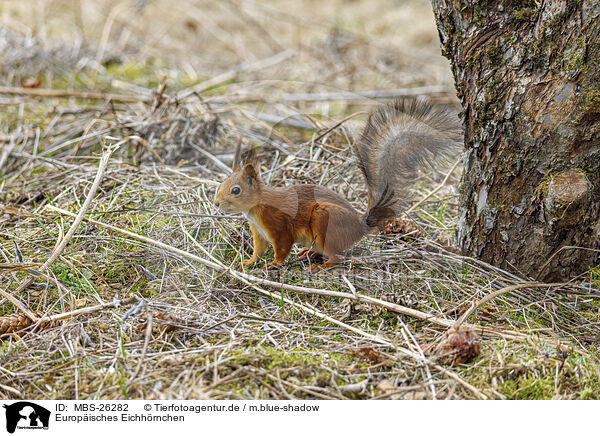 Europisches Eichhrnchen / Eurasian red squirrel / MBS-26282