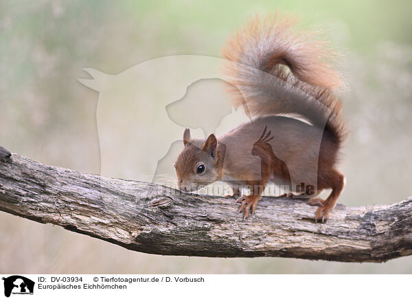 Europisches Eichhrnchen / Eurasian red squirrel / DV-03934