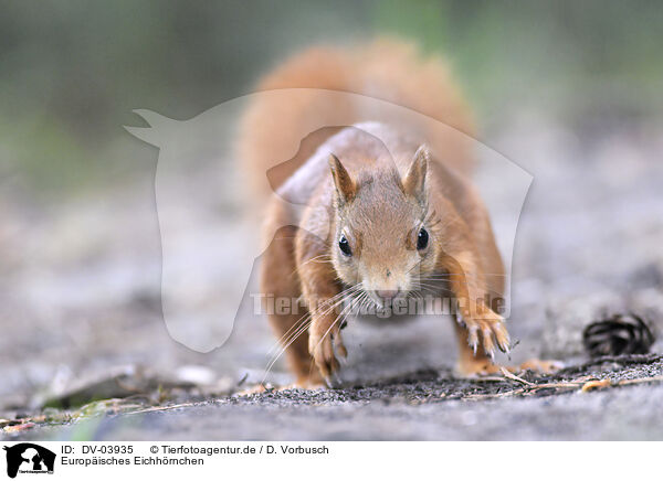 Europisches Eichhrnchen / Eurasian red squirrel / DV-03935