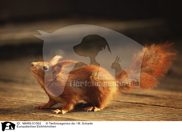 Europisches Eichhrnchen / Eurasian red squirrel / MARS-01062